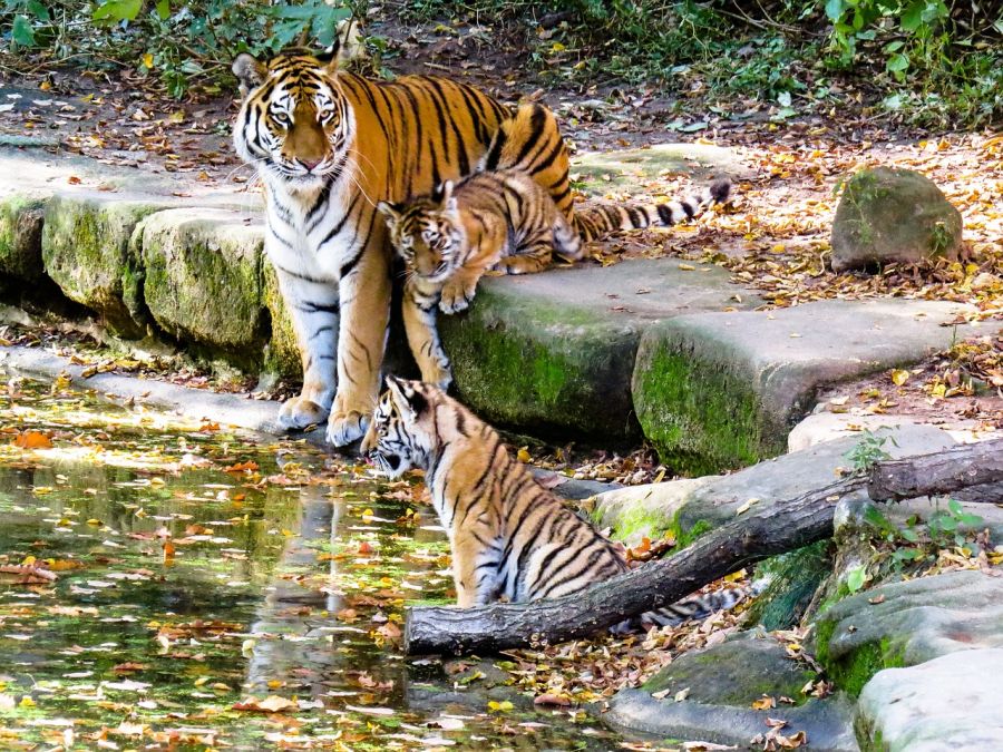 Grupa rodzinna u tygrysów