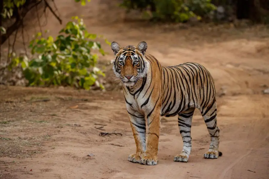 Hodowla tygrysów – sposób na ich przetrwanie