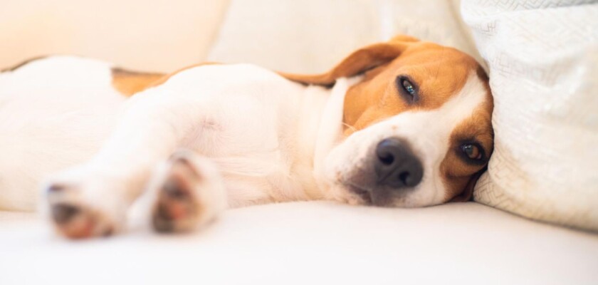 ile żyje pies z rakiem wątroby