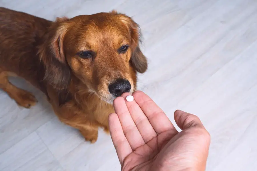Jak uspokoić psa? Leki uspokajające