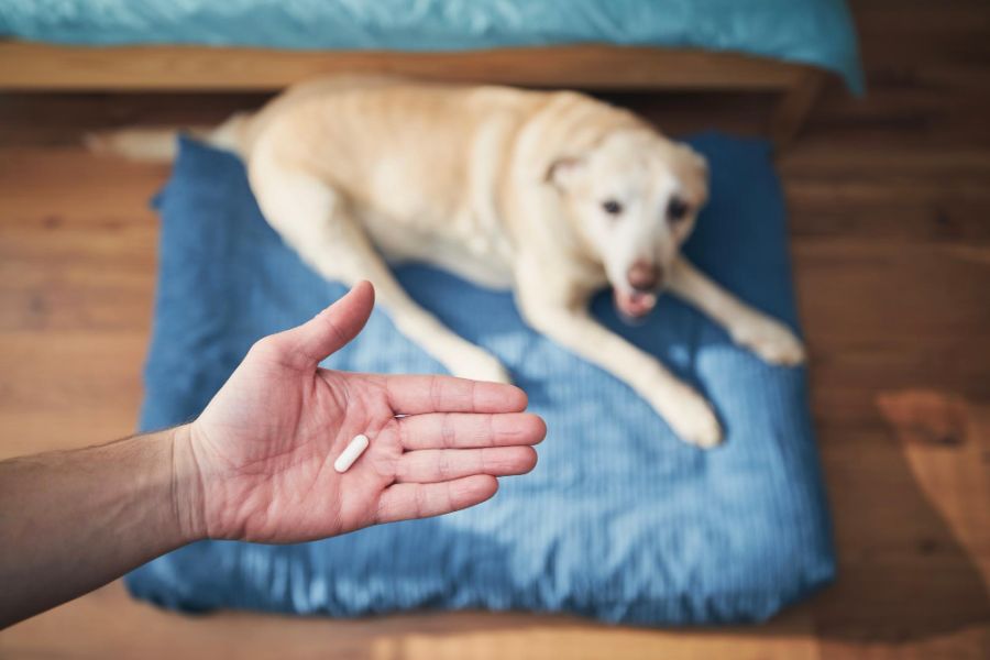 Jak uspokoić psa w sylwestra z pomocą leków?