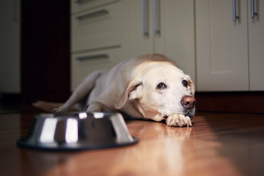 Karma dla psów po kastracji – jak żywić psa w starszym wieku?