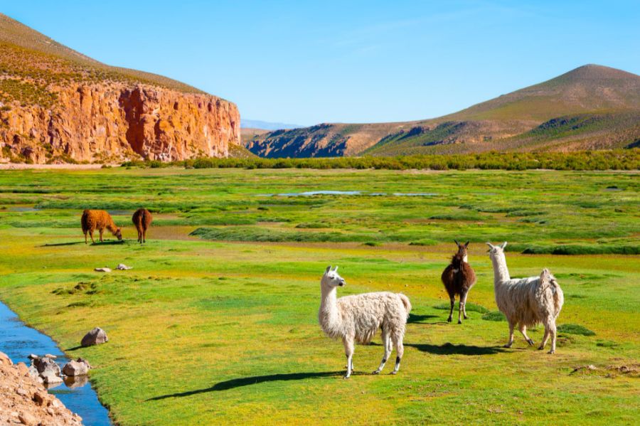 lama grupa osobnicza lam na wypasie na łące boliwia