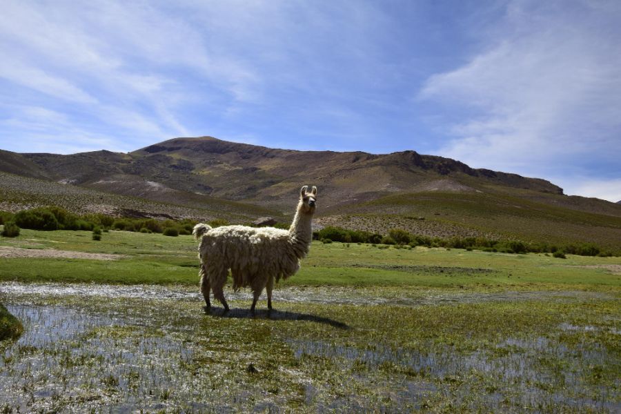 lama z długą wełną na wolności w boliwii