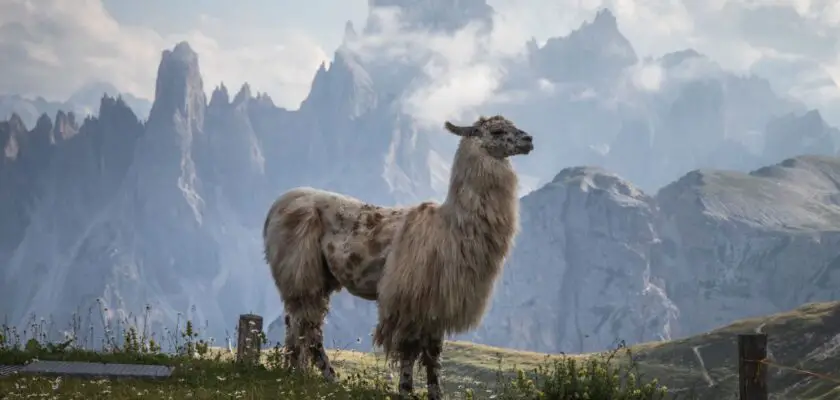 lama