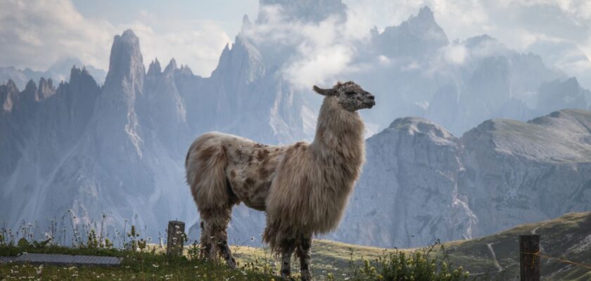 Lama Andyjska Najwa niejsze Informacje O Zwierz ciu