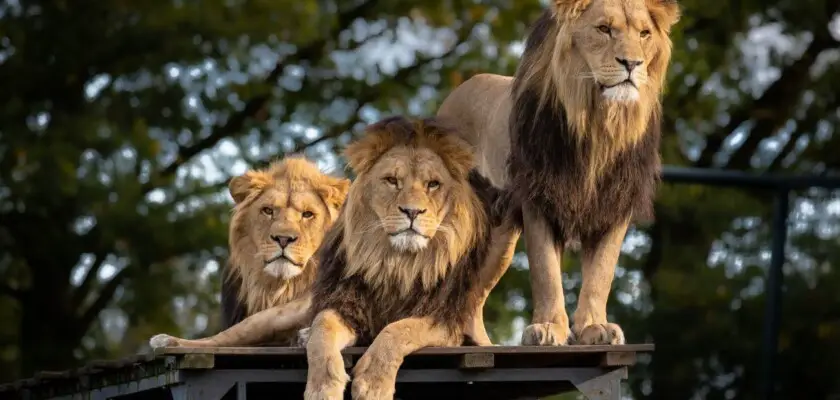 lew trzy lwy leżą na dachu samochodu