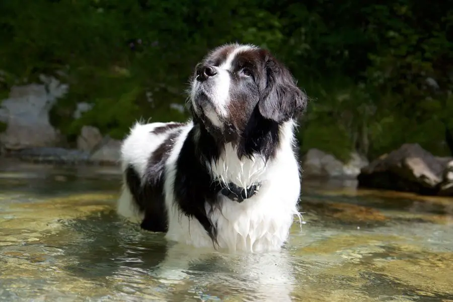 molosowate pies landseer stoi w wodzie patrzy w górę