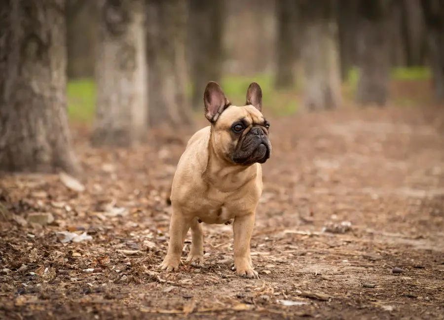 molosowate płowy pies buldog francuski stoi na ścieżce w lesie