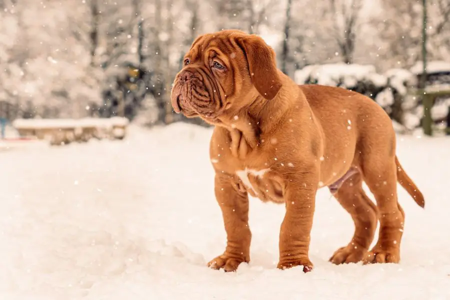molosowate szczeniak dog de bordeaux stoi na śniegu