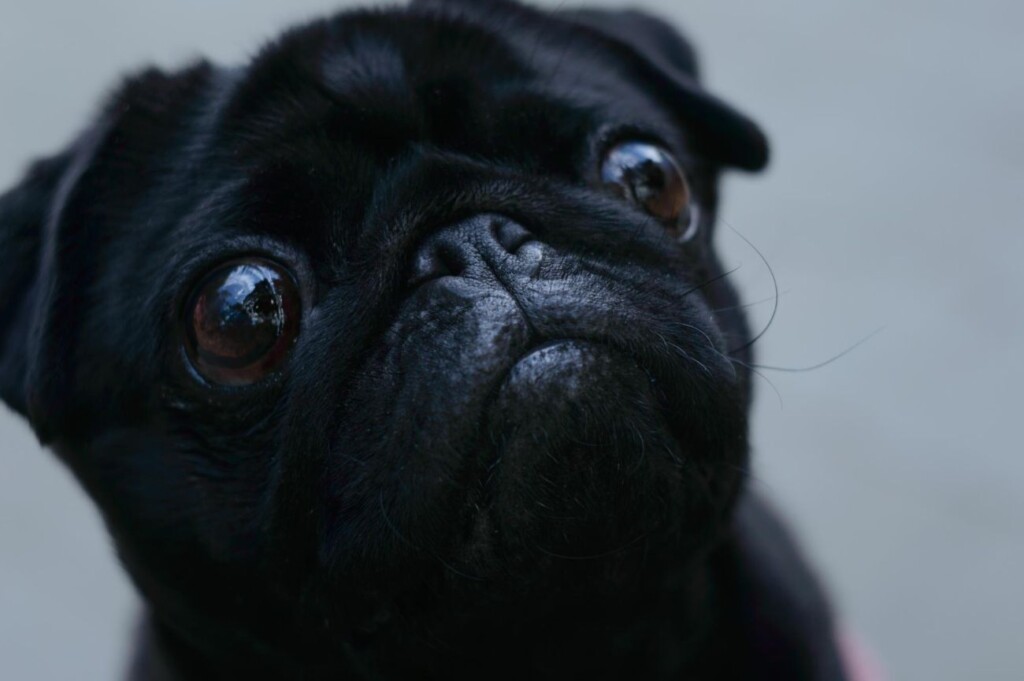 Mopsy, wypadające oczy czy gałka oczna może wypaść?