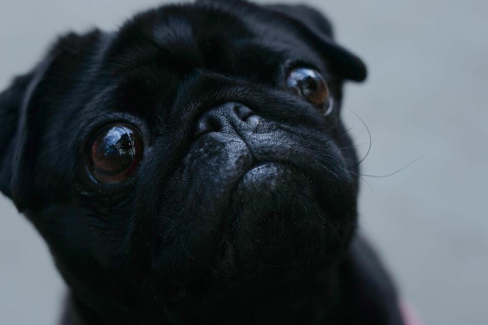Mopsy, wypadające oczy czy gałka oczna może wypaść?