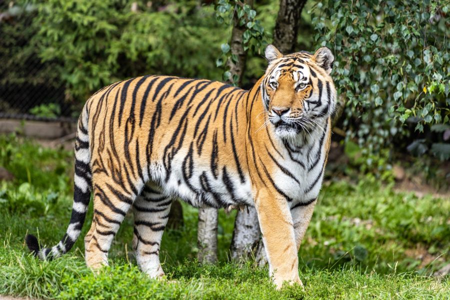 Podgatunki tygrysa i zasięg występowania