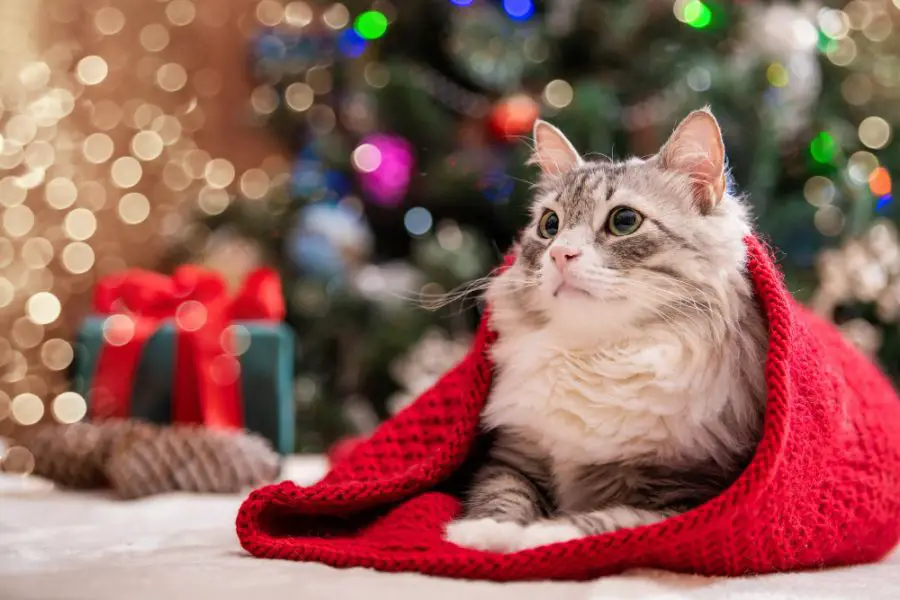 Pomysły na prezenty dla kota na święta – o czym trzeba pamiętać?