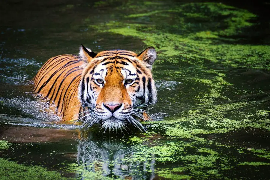 Pożywienie – czym żywią się tygrysy?