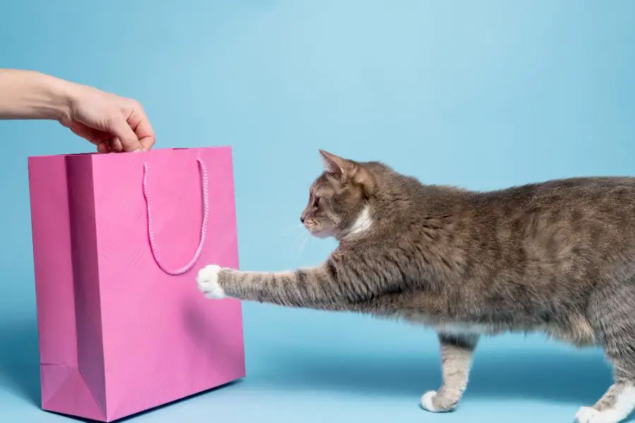 Prezenty dla kota – jakie zabawki ucieszą pupila?