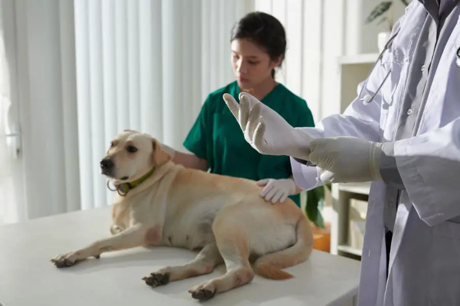 Przetoka odbytu u psa – objawy i leczenie