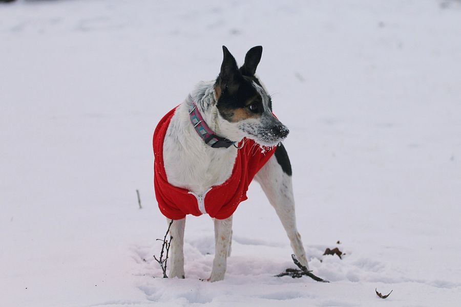Rat terrier w ubranku zimą