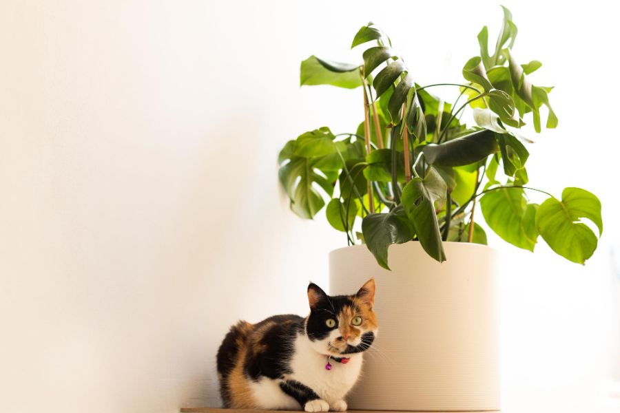 Rośliny silnie toksyczne dla kota