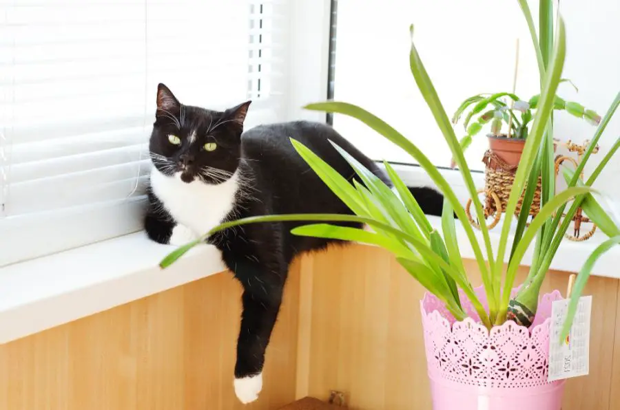 Rośliny trujące dla kota – co, jeżeli masz je w domu?