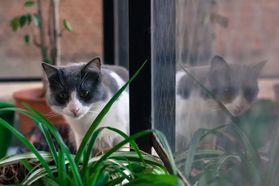 Rośliny trujące dla kota – co robić, kiedy zwierzak je zje? 