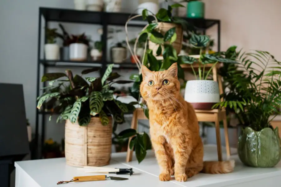 Rośliny trujące dla kota – objawy zatrucia