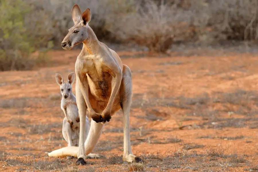 Status ochrony kangura