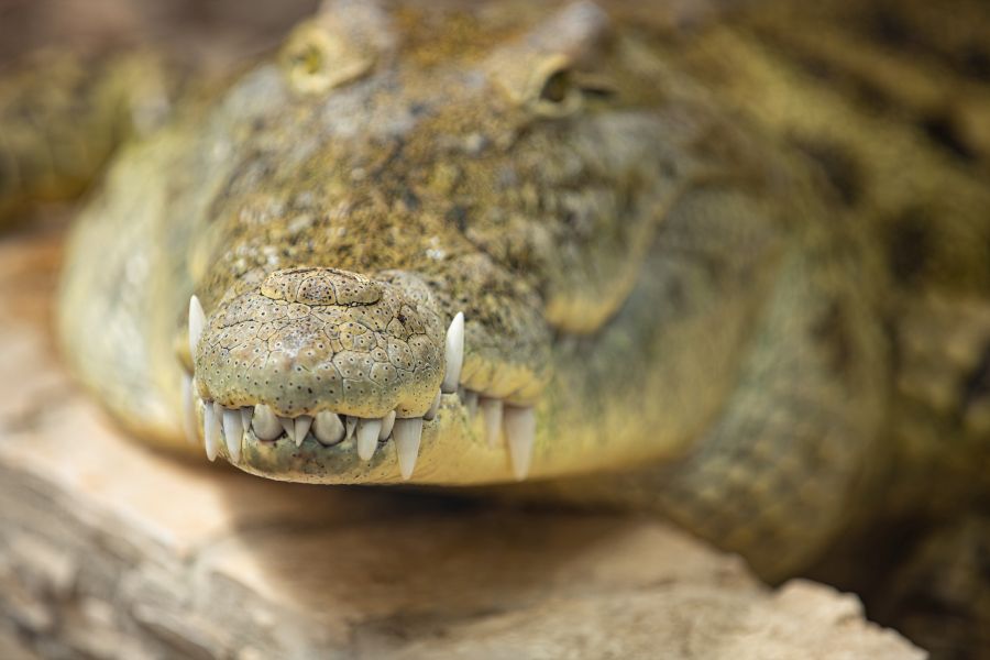 Status ochrony krokodyli