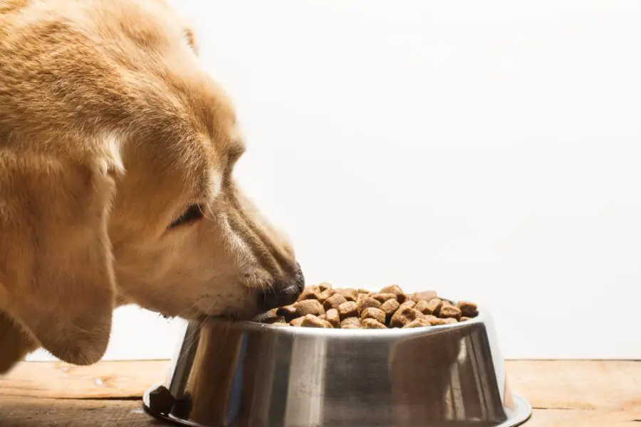 Sucha karma dla psa – ranking produktów