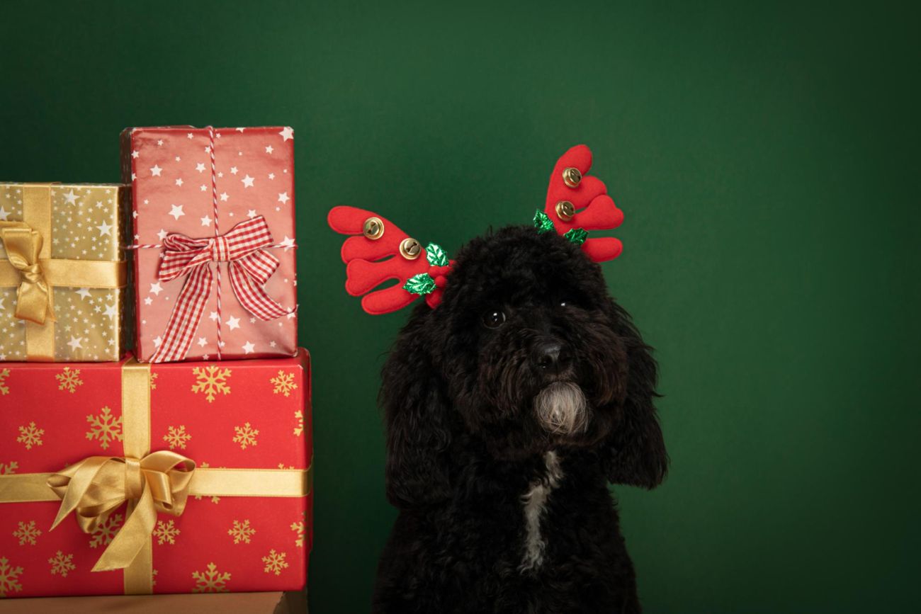 świąteczna zbiórka dla schroniska w chorzowie – pomóż zwierzakom w potrzebie!