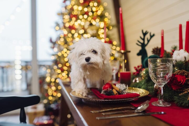 świąteczne potrawy dla psa