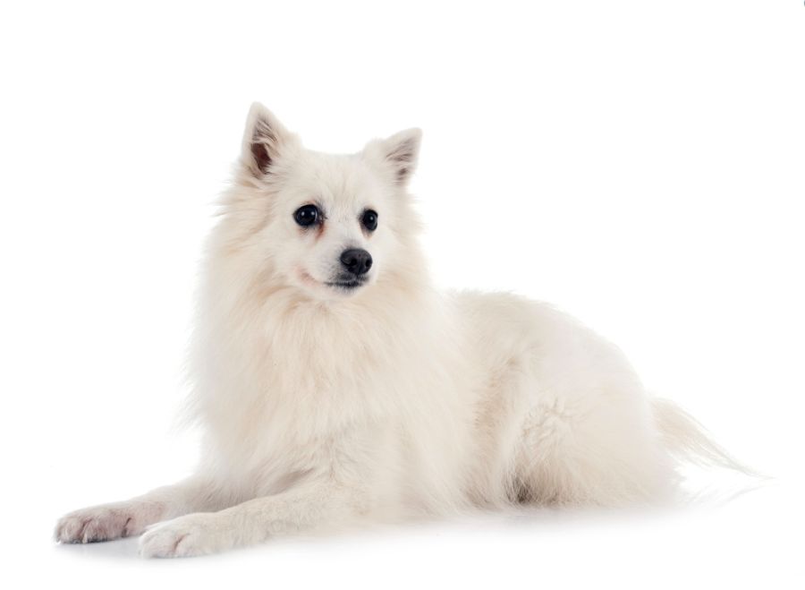 szpic japoński pies leży na białym tle