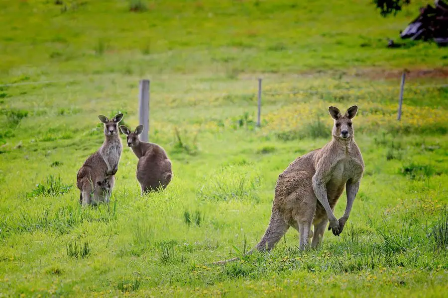 Tryb życia i występowanie kangurów
