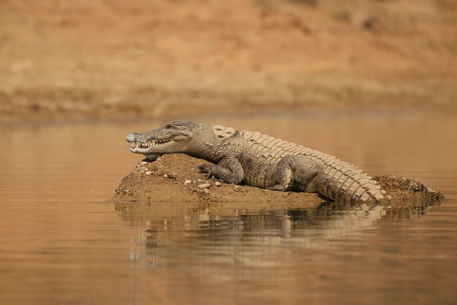 Tryb życia i występowanie krokodyli