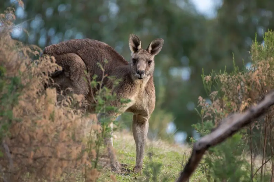 Tryb życia kangura