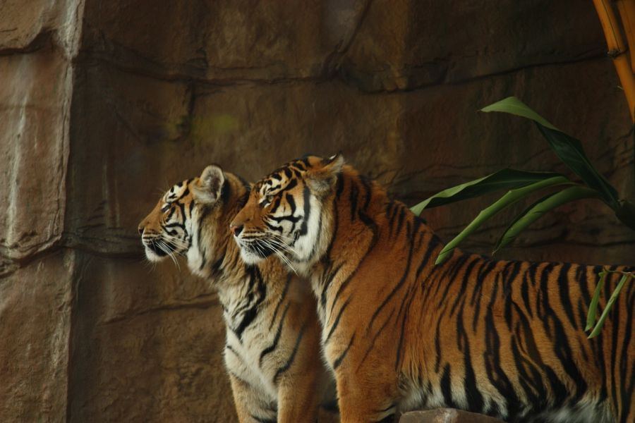 Tygrys – grupa osobnicza i rozmnażanie