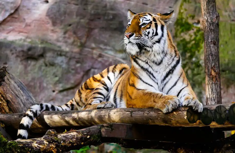 Tygrys – status ochrony