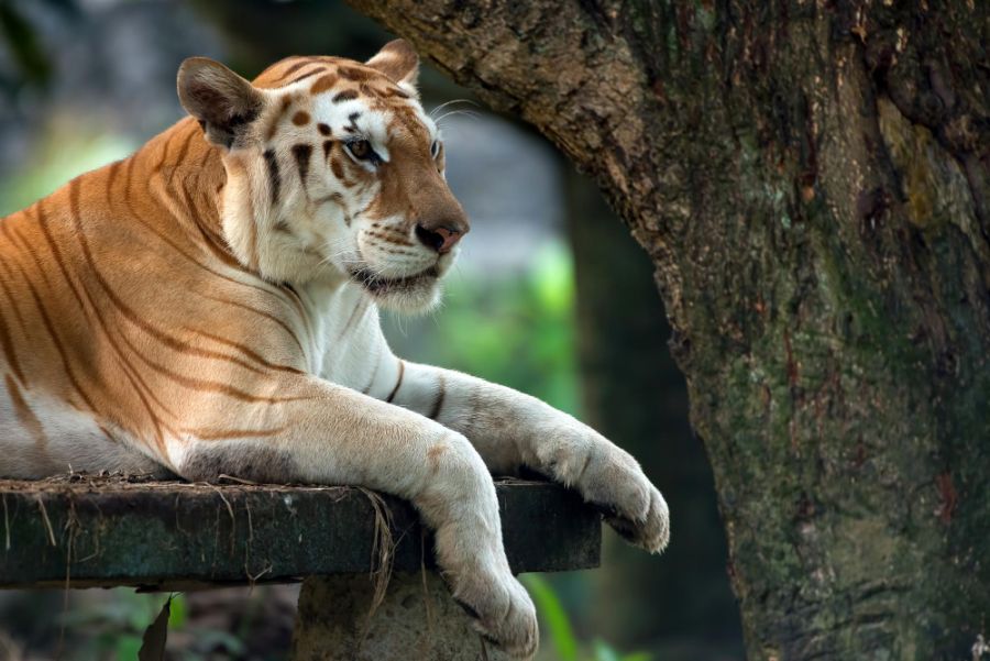 Tygrysy – inne umaszczenia