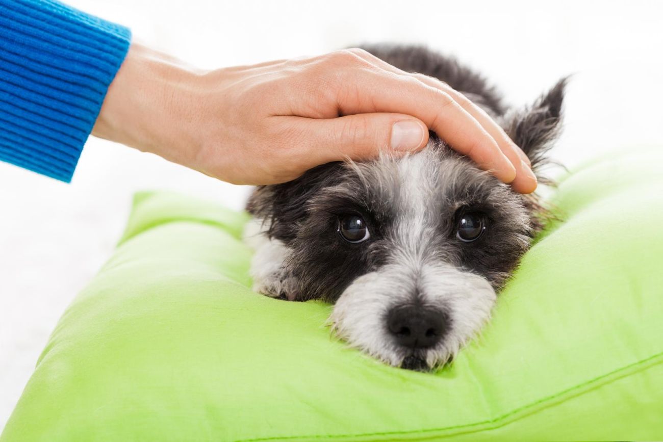 węgiel dla psa – jak go dawkować na biegunkę u psa?