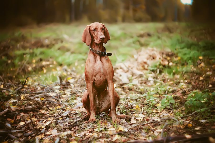 wyżeł węgierski pies siedzi na środku ścieżki w lesie