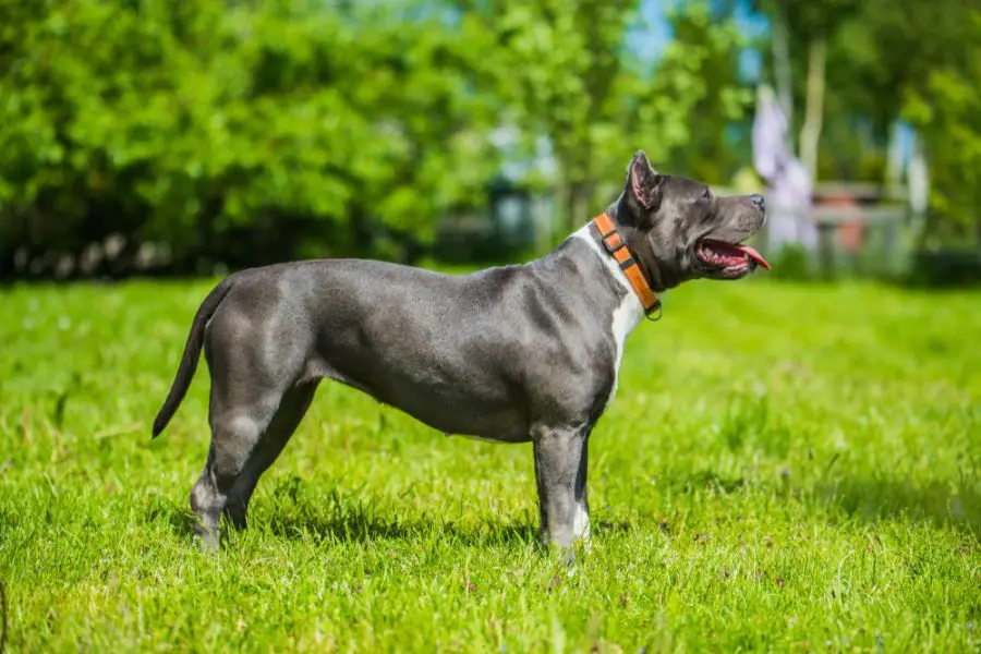 amstaff blue stoi bokiem