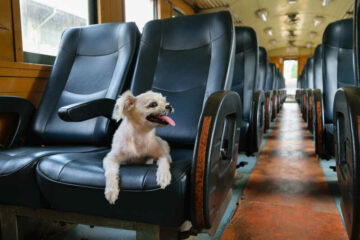 pies w pociągu na miejscu pasażera