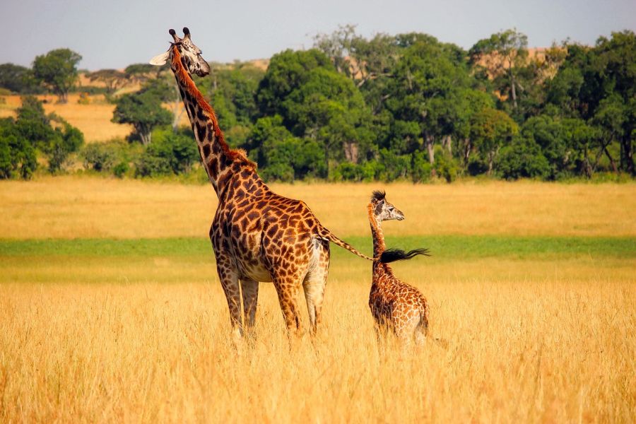 Żyrafa – ciąża i odchów potomstwa