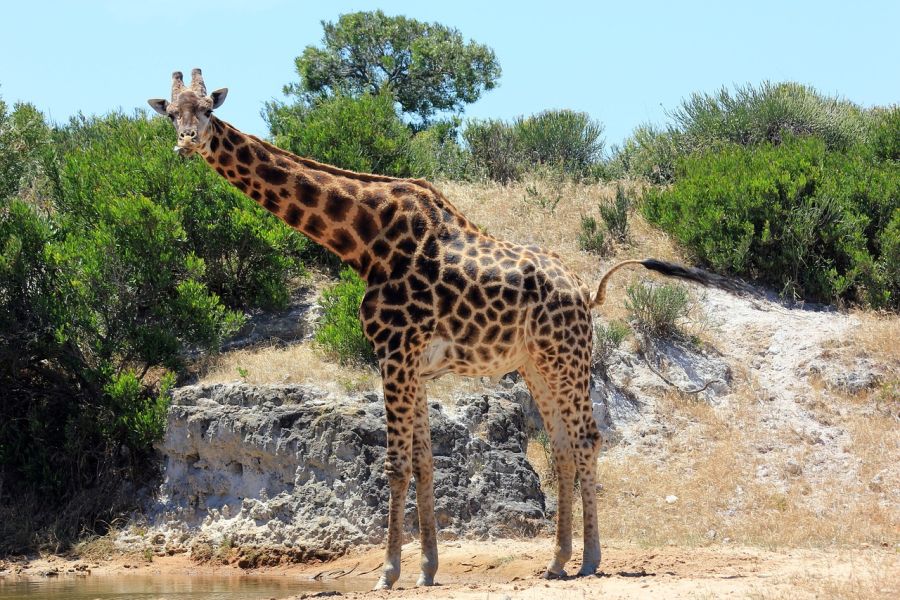 żyrafa stoi nad brzegiem wody patrzy w obiektyw