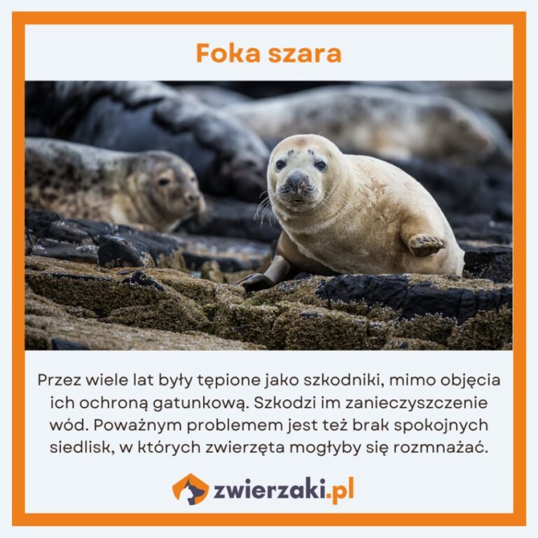 Zwierzęta zagrożone wyginięciem w Polsce – gatunki