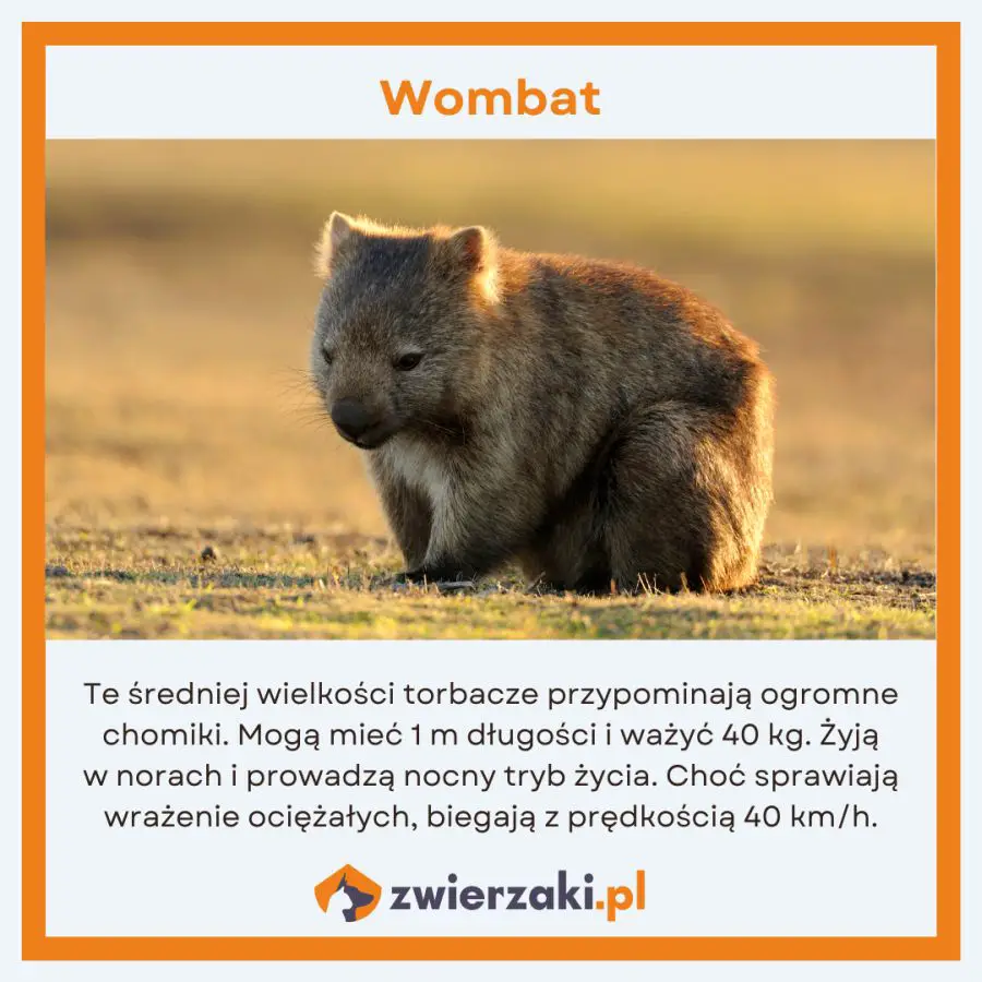 zwierzęta w Australii infografika wombat