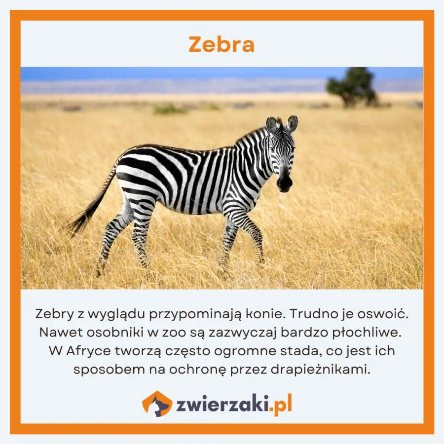 Pasiasta zebra