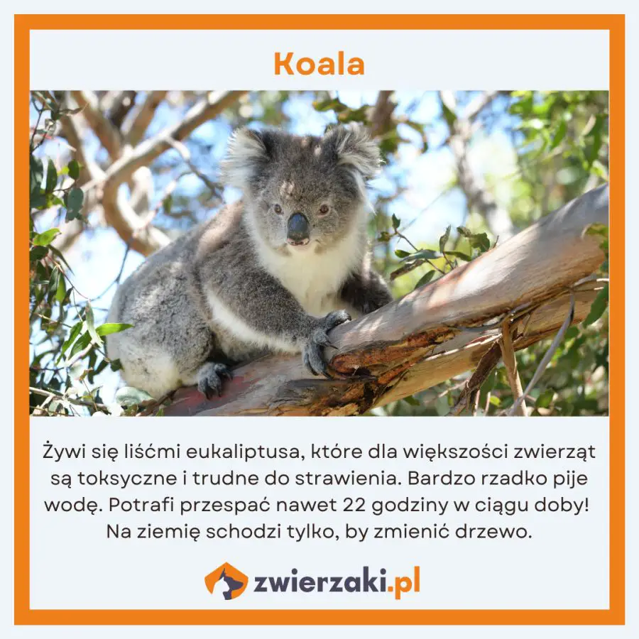 zwierzęta w Australii infografika koala