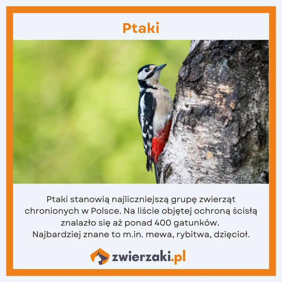 zwierzęta chronione w Polsce infografika ptaki