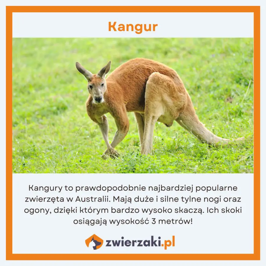 zwierzęta w Australii infografika kangury